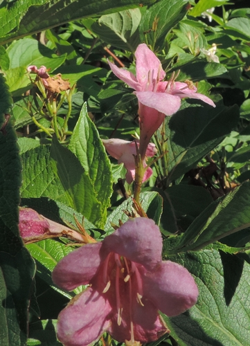 Weigela florida (Caprifoliaceae)